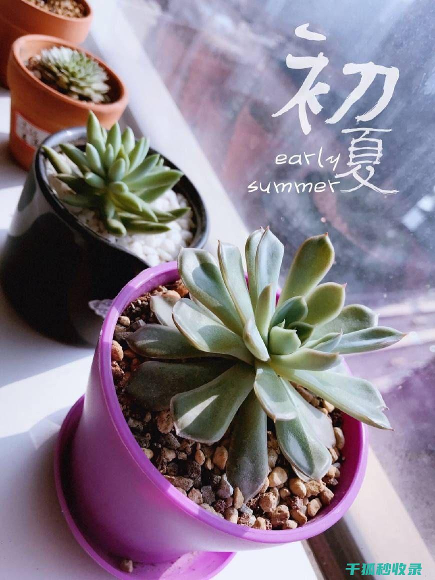 多肉植物养护秘方：让多肉植物叶片更加饱满 (多肉的养护过程)