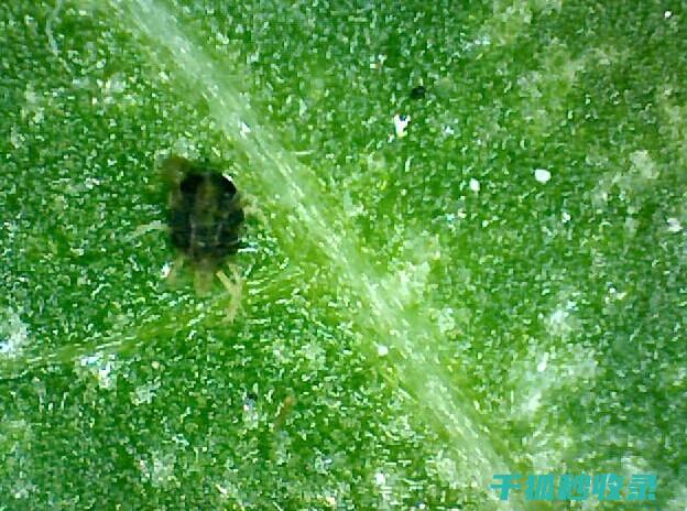 植物病虫害防治：如何通过合理的栽培措施降低病虫害风险 (植物病虫害防治考试题及答案)
